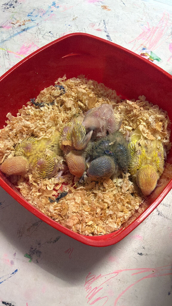 Baby LOVEBIRDS ready for reservations!