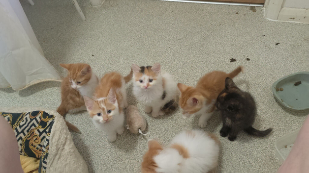 Kittens