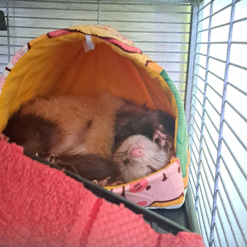 Ferret