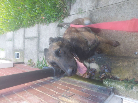 Belgian malinois