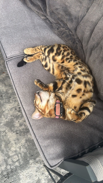 Pedigree Bengal Tiger