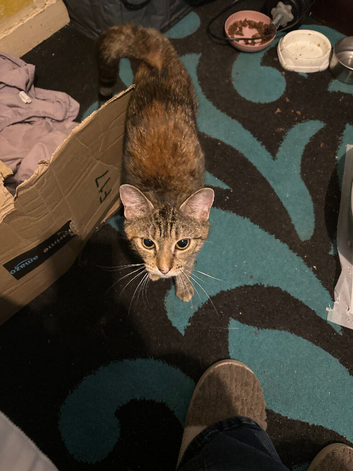 Kittens