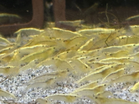 Yellow Shrimp.