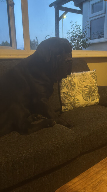 Beautiful Cane Corso