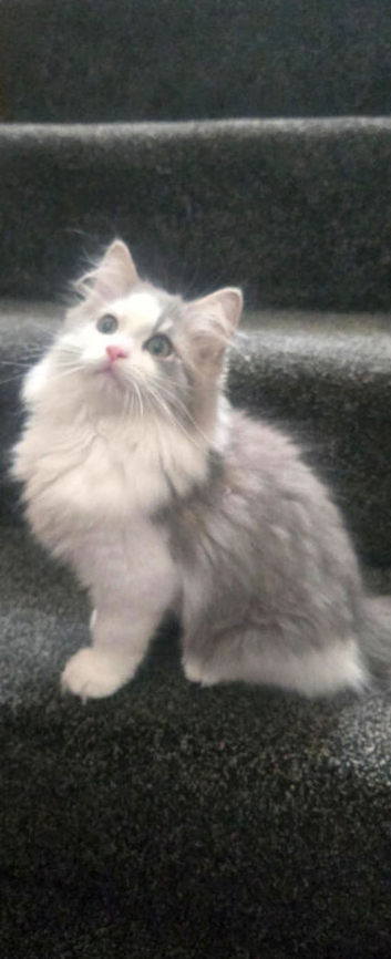 Persian cross Ragdoll male
