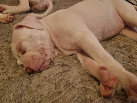 Johnston american bulldog  femail puppys