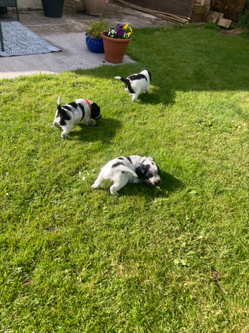 3 Beautiful Pedigree Blue Roan Cocker spaniel puppies