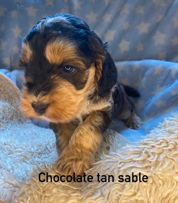 F1 cockapoo