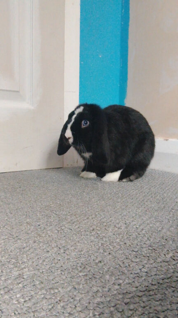 Mini lop male 4 months old