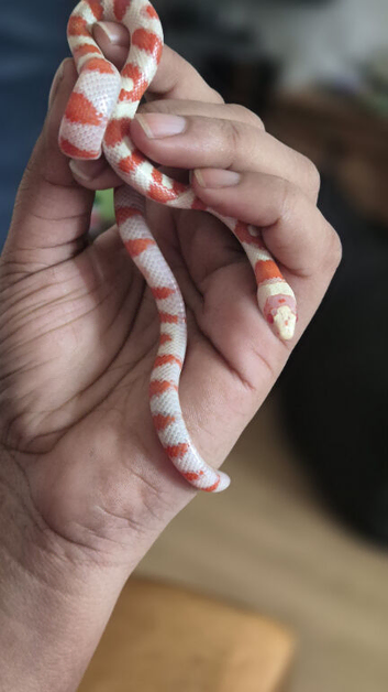 Albino arizona mountain kingsnake