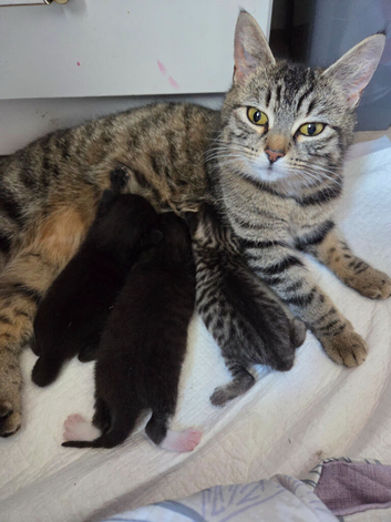 One male kitten left looking for his forever home (READY TO GO 21st JUNE)