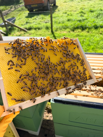 6 Frame Overwintered National Nucleus of F1 Buckfast Bees 2027 Spring