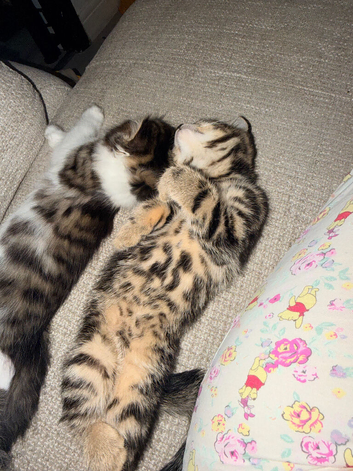 2 Kittens for sale