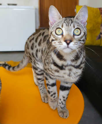 Gorgeous Brown Rosetted Boy Available