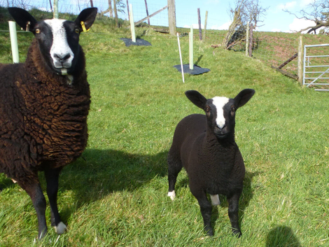 Zwartbles pedigree ewe lambs, MV health accredited