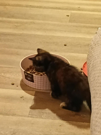 Rosie female kitten