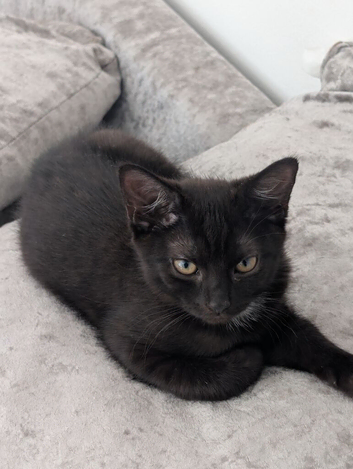 Playful Kittens Ready for Loving Homes (5 weeks insurance included)