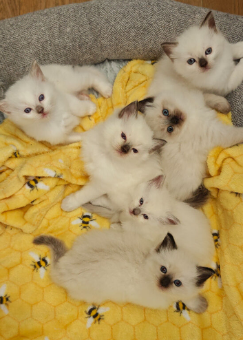 Ragdoll Kittens