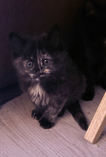 Two female kittens for sale