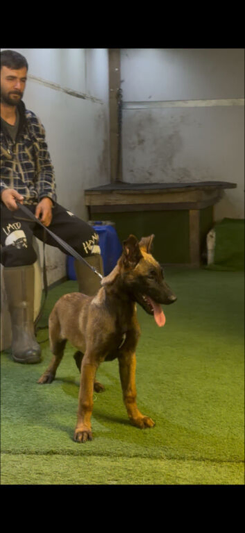 Male and female hurder pups available