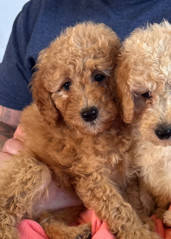 Cute Toy Cavapoo Puppies