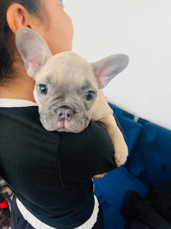puppy looking for new home