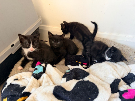 Kittens for sale