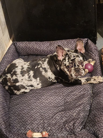2 lovely 7 month old french bulldog for sale