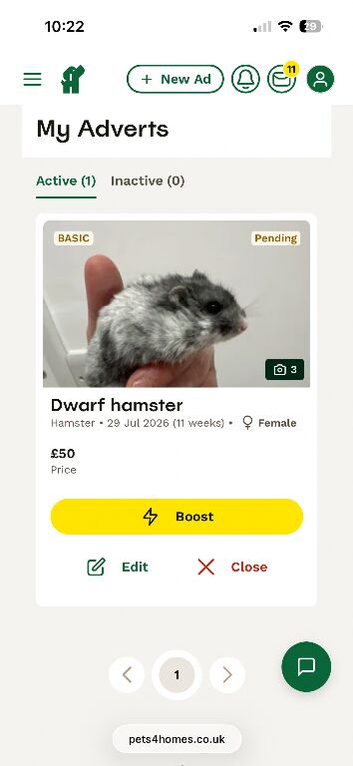 Hand reared hamster