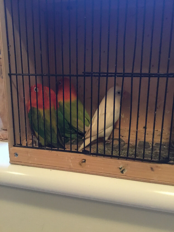 BARGAIN, 30 x opaline Fischer lovebirds.