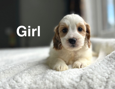 Lovely cockapoo puppies 7weeks old