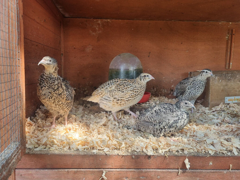4x Corturnix Quail Hens