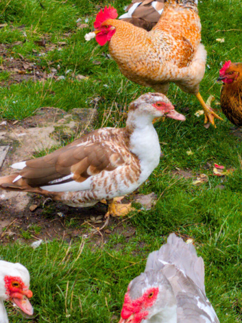 Pair of Muscovy Ducks