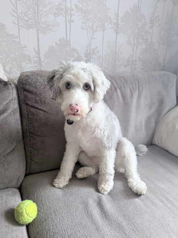 10 month old cockapoo