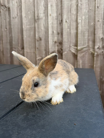 mixed breed rabbits