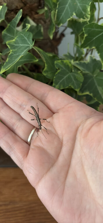 Sungaya Expectata (sunny stick insects)