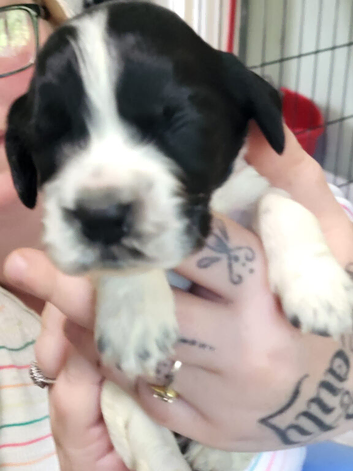 1 beautiful cocker spaniles left