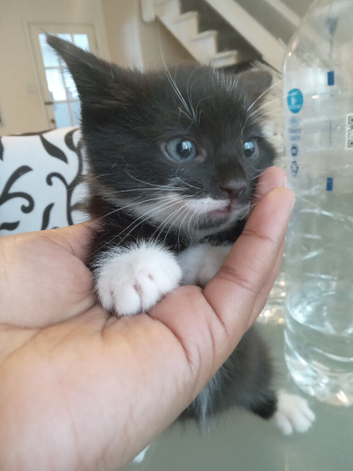 Adorable Kitten Ready for a Loving Home !