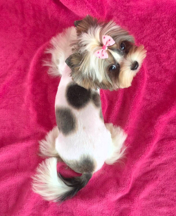 Beautiful Tiny Biewer Princess - 10 Months