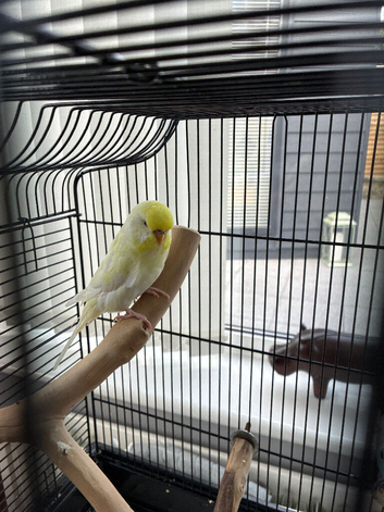 Young female budgie