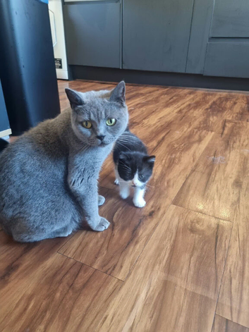 Adorable British Shorthair Cross Kittens