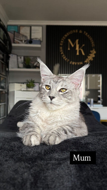 XL russian maine coon boy & girl ready to Go