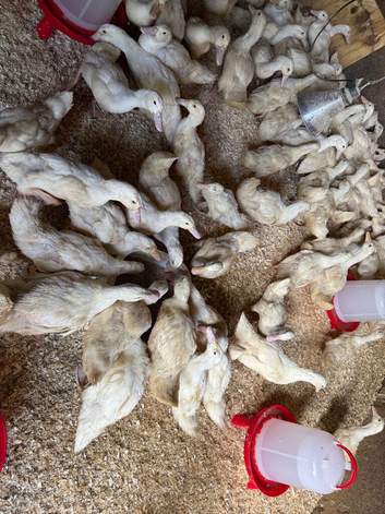 6wk old female ducklings
