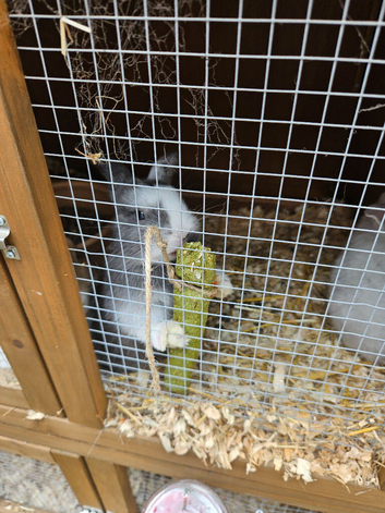 Mini lop x dutch