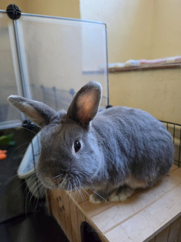 Female Mini Lop x Netherland Dwarf