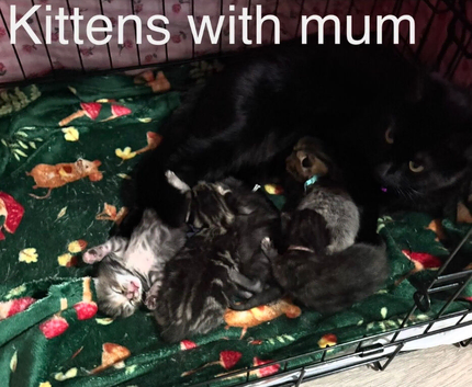4 beautiful kittens for sale