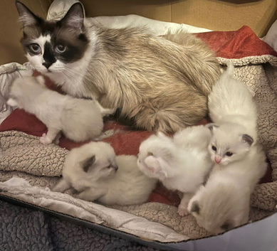 Beautiful Ragdolls-Vac/wormed-2 boys-3 girls. Playful-friendly
