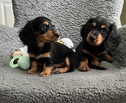 Longhair Miniature Dachshund