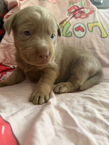 Kc registered labradors