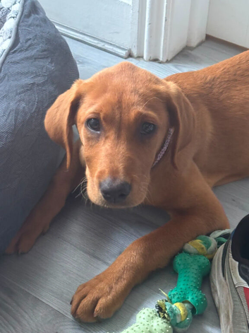 For sale female
